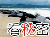 鲸鱼集体自杀之谜，鲸鱼为什么会集体自杀