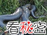 世界上最大的蛇塞雷洪泰坦蟒