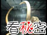 哈佛计划“复活”猛犸象 中国已造出猛犸象胚胎