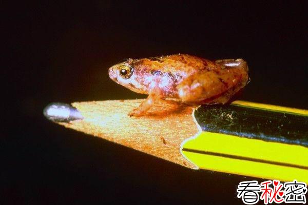 婆罗洲岛发现世界上最小的青蛙：猪笼草姬蛙