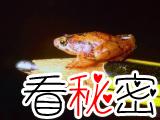 婆罗洲岛发现世界上最小的青蛙：猪笼草姬蛙