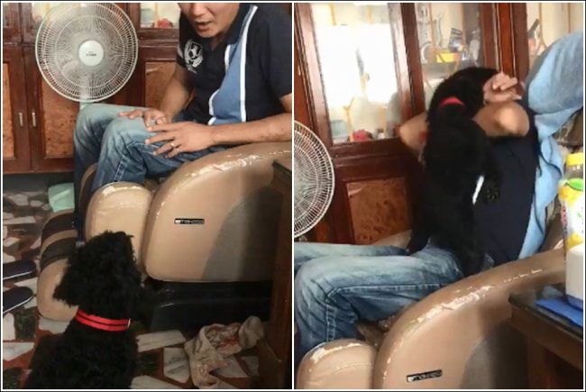 「晚餐吃狗肉好不好？」淘气爸一句玩笑 黑贵宾怒炸跳起来扑倒狂吠