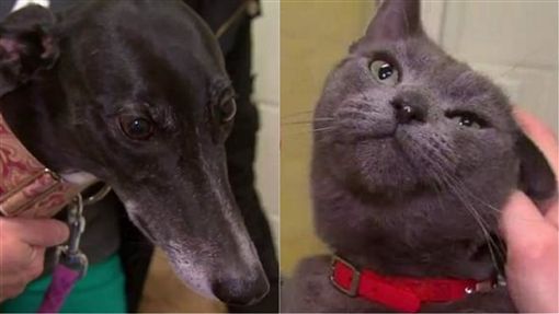 误食老鼠药急需血！狗慷慨「捐血」救猫命 却仍无法当朋友