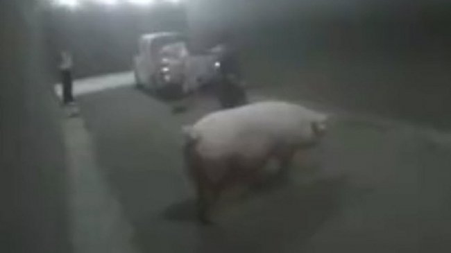一车不容二猪！300多公斤母猪打架 高速公路怒跳下车