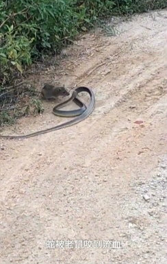 「太丢蛇脸」巨鼠猛咬黑蛇头地上全血 决斗好几轮被老鼠拖进草丛