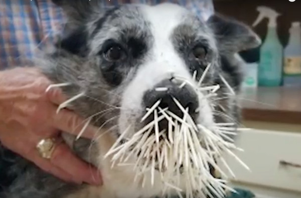 热情汪想跟豪猪交朋友结果GG了 上百根刺插满脸