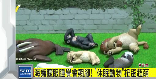 扭蛋迷注意！「休眠动物园」推新系列　海獭矇眼睡觉超疗愈