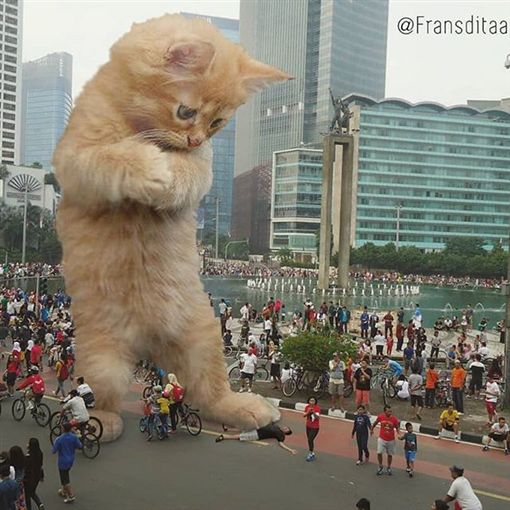 宛如哥吉拉！「巨大喵星人」误闯大城市 一脚踩死街道行人