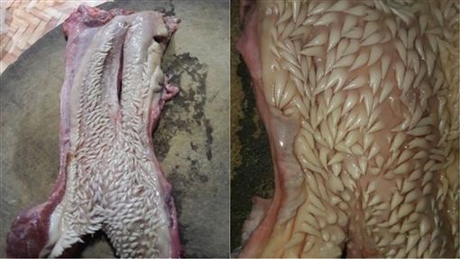 牛肉上布满「软针刺」！恐怖食材吓坏网友 直呼：不敢吃了