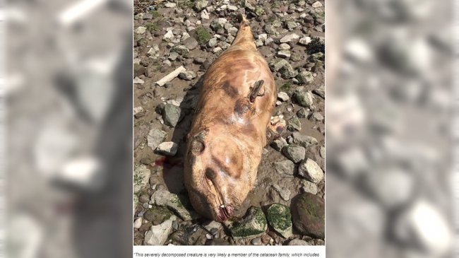 洗窗工发现「无眼河怪」 尖牙外露皮肤光滑