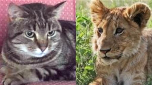小猫不负「辛巴」威名！离家7个月 闯狮笼要当狮子王