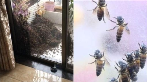 妇女晒羽绒衣！竟引「上千只蜜蜂」霸占阳台　专家︰只是迁徒