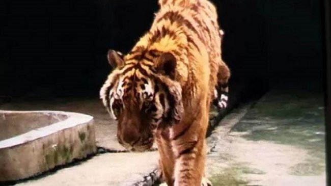饲养员遭老虎咬死 照片曝光网友感叹「我家猫都比它胖」