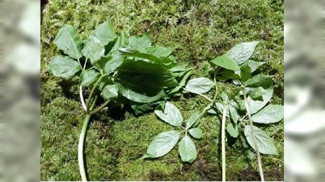 赚到了！奶奶刚托梦 孝孙登山意外采到60万野山蔘