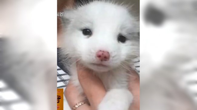 萌犬不吃狗粮不乱叫 她养半年惊觉糗大了