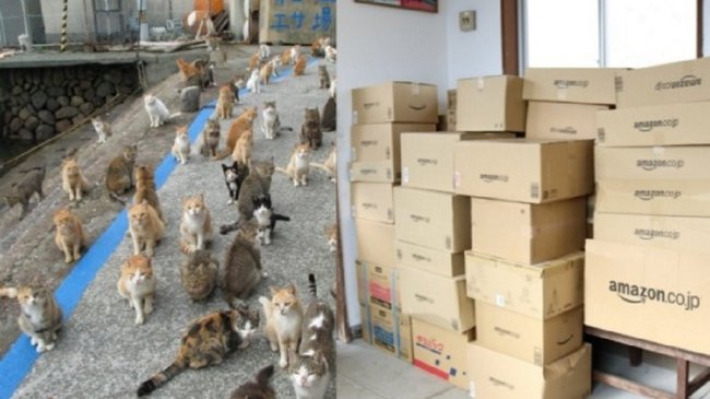 「猫岛」缺饲料求助 爱心喷发反让岛民伤脑筋