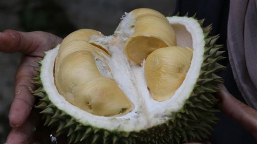 臭上太空！泰国航太计划决定 开发「榴莲」太空食物