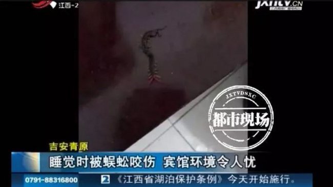 男子宾馆午睡突遭「舌吻」　醒来惊见蜈蚣爬