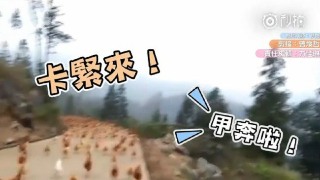 2千只鸡冲下山疯抢食 「群鸡飞舞」超壮观