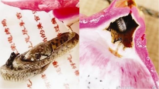 火龙果吃一半 竟拉出「10公分」冬眠幼蛇
