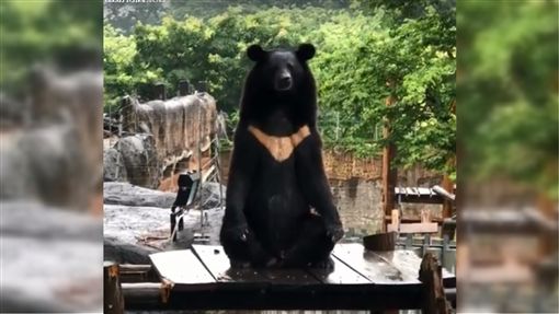 寿山网红黑熊波比又出招！ 化身「佛系熊」渡游客回家