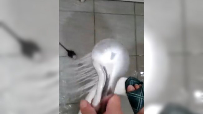 他厕所惊见老鼠吓疯 网友笑翻：帮它挤些沐浴乳