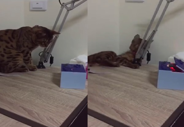 音乐盒缓慢弹开 猫吓到腿软跌落 妈妈笑道：平常的威风呢？