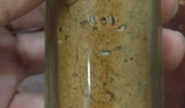 胡椒罐「7肥虫啃洞」！以为白芝麻赚到 钻出瞬间 网友跪：好疗愈