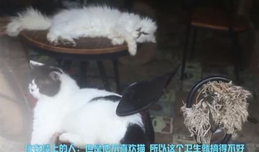 咖啡厅倒闭30只喵星人店中等死 网友批道：靠猫骗钱的垃圾