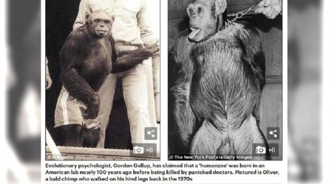 「猩猩人」百年前就有？ 科学家顾及伦理安乐死