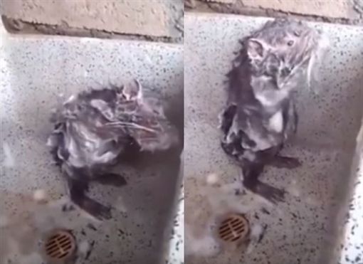 湿背秀！鼠洗泡泡浴？搓完腋下不忘洗该边 网友：比宅男乾净