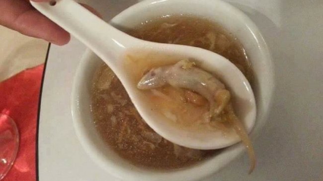他喝到「壁虎羹汤」傻眼 网笑：这只很补喔！