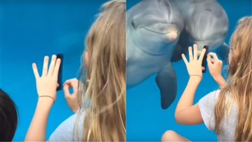 美国女孩水族箱上「刮梳子」！ 成功召唤海豚令人称奇