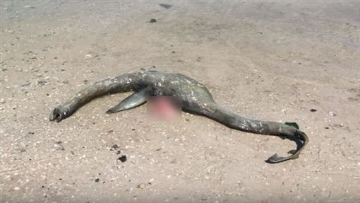 尼斯湖水怪？沙滩惊见诡异尸体 「长颈」生物现踪