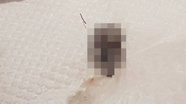 喝奶昔咬到「爆浆口感」 吐出来是「碎蟑螂」