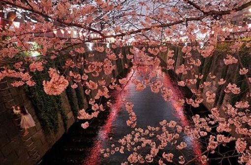 拍夜樱意外捕捉「樱花女神」 女孩羞回：只是下去捡手机…