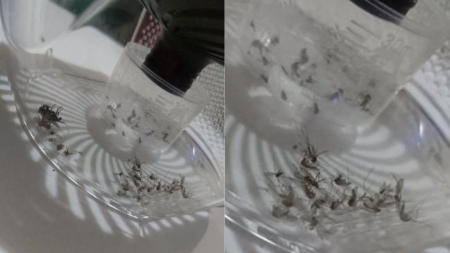有救了！网友分享妙招 一晚蚊子尸体「堆成山」