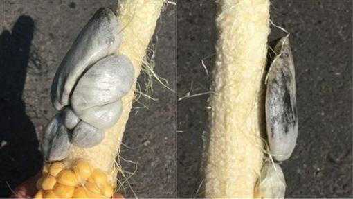 吃玉米惊见「灰色不明物」超恶！ 内行专家解：是高级货
