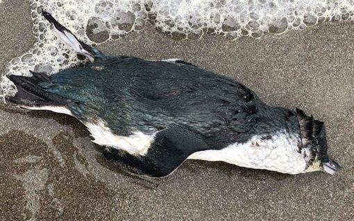 气候变迁无食物！数千只「小蓝企鹅」浮尸 惊现新西兰海岸