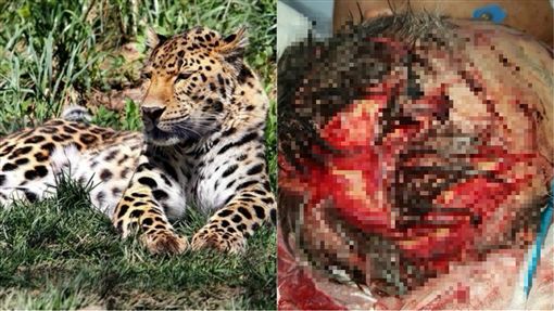 野外露营遭「猎豹」夜袭！男子被咬破头皮 插豹眼脱身