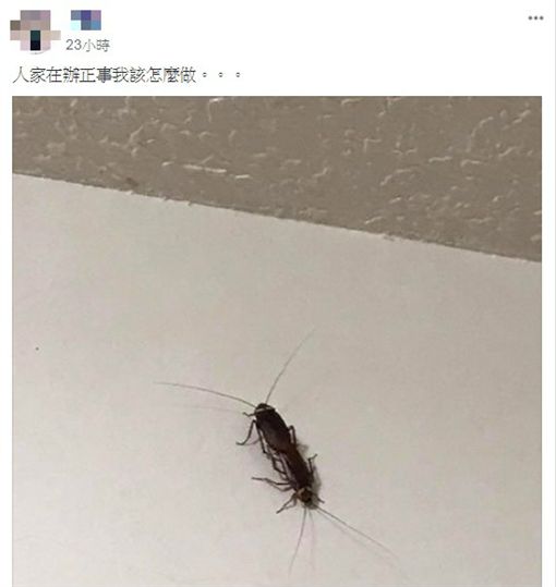 该让喜事变丧事吗？惊见蟑螂在嘿咻 他拍照急求救