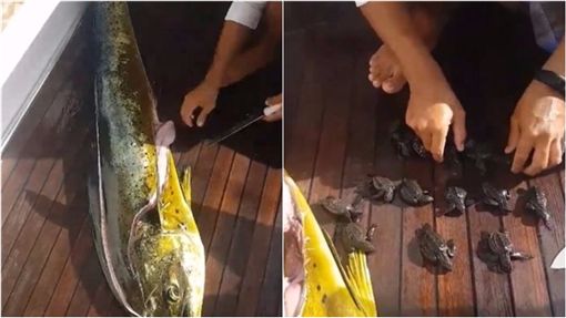 残酷大自然！鬼头刀贪吃被捕 竟在肚中挖出10多小海龟