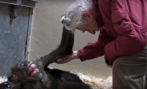 终于盼到你 黑猩猩濒死见到44年人类老友笑了