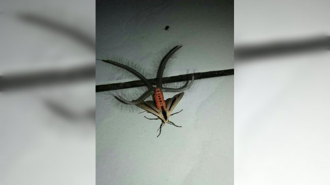 超惊悚！飞蛾诡异求偶 腹部窜出绒毛触手