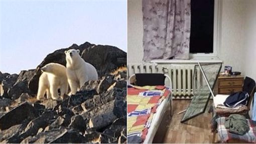 俄罗斯村落遭「北极熊」包围 吓得让战斗民族不敢外出