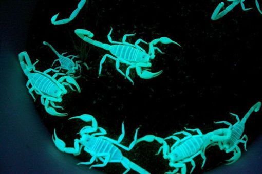 蝎子会发出「神秘蓝光」 科学家至今不明原因