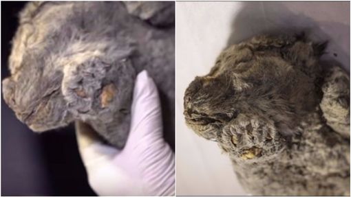 俄罗斯五万年前小穴狮 遗体完整有望复制DNA「复活」