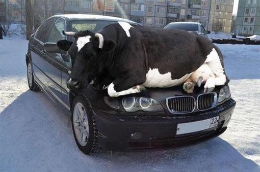 大牛趴BMW引擎盖取暖 趣味照让美警获国际「推特奖」
