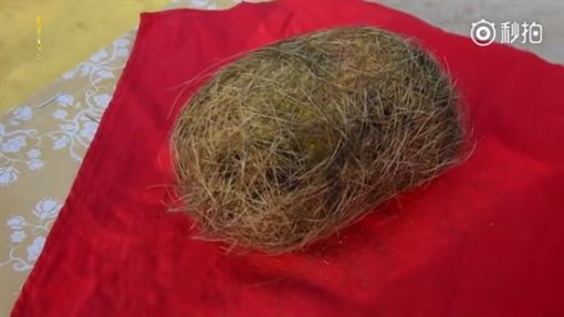 杀猪惊见「巨大毛球」 鉴定后竟是400万「猪宝」