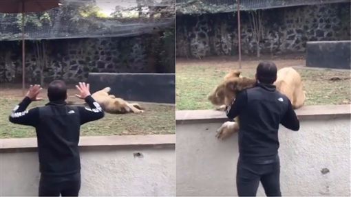 狮子见救命恩人太嗨！意外滑倒 竟撒娇讨抱抱让网友笑翻